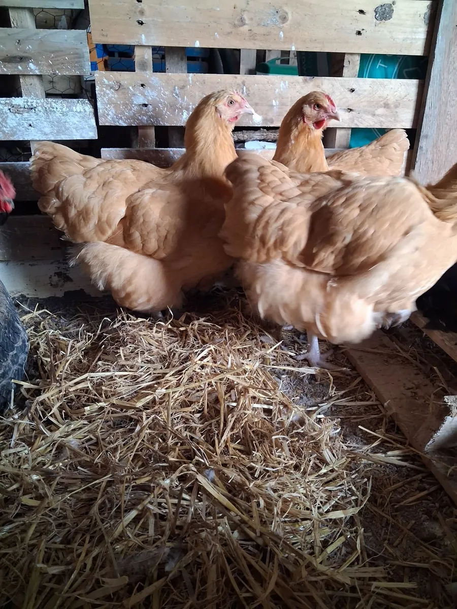 Hens - Image 2