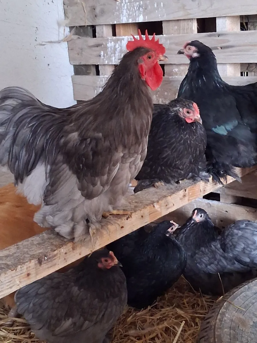 Hens - Image 1
