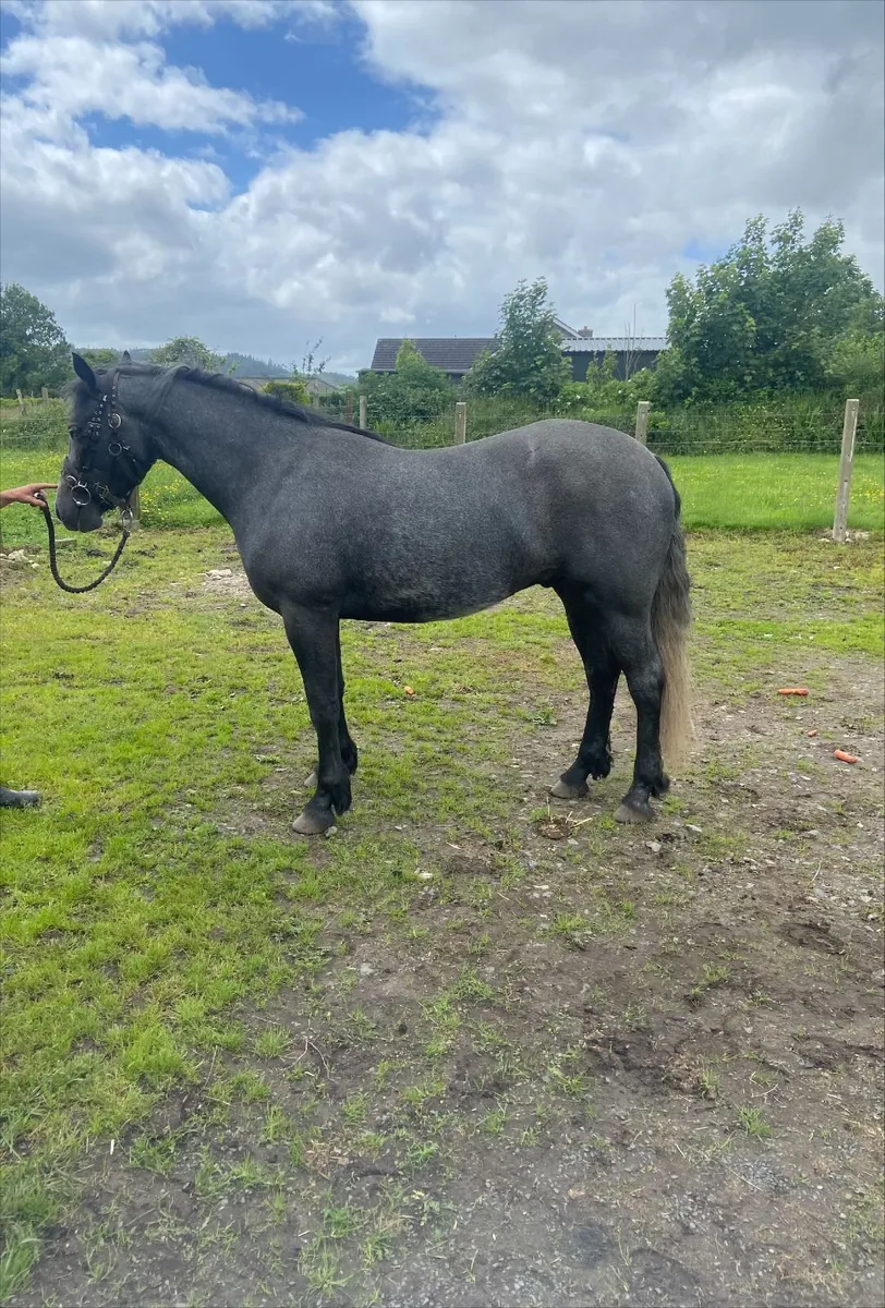 Beautiful 3yr old Connemara - Image 1