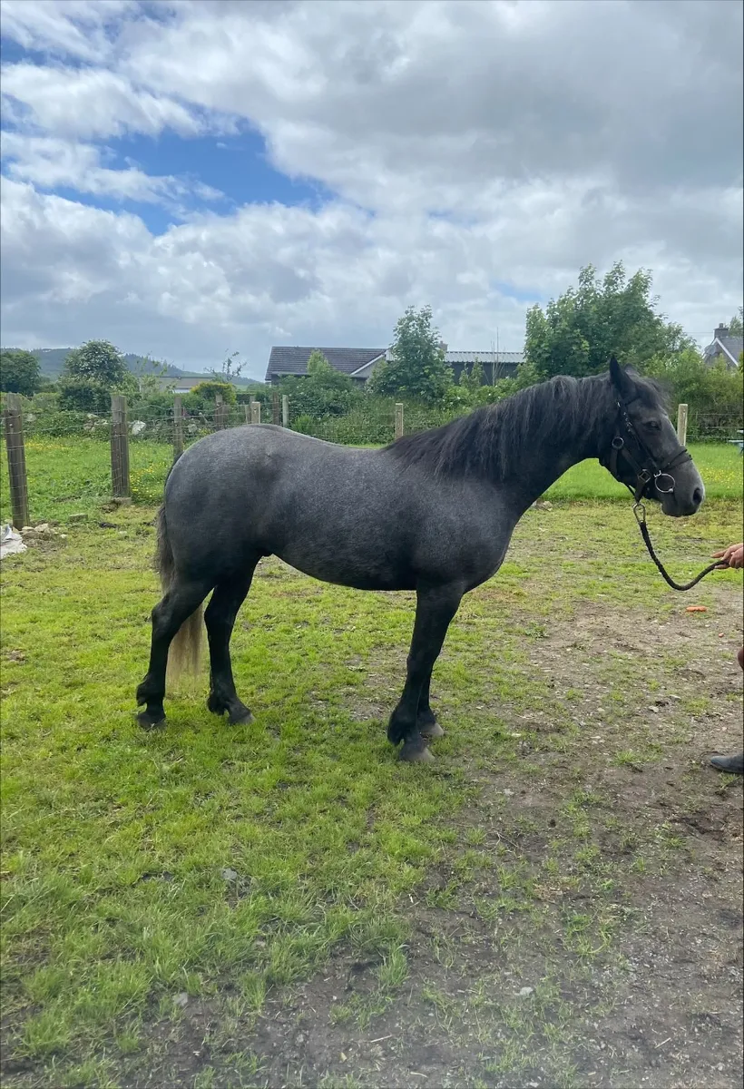 Beautiful 3yr old Connemara - Image 2