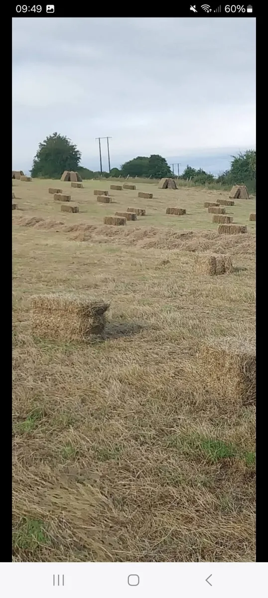 Square bales for sale - Image 1