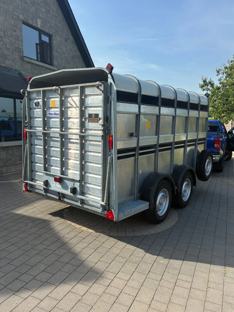 MINT 12x6 Ifor Williams cattle trailer - Image 3