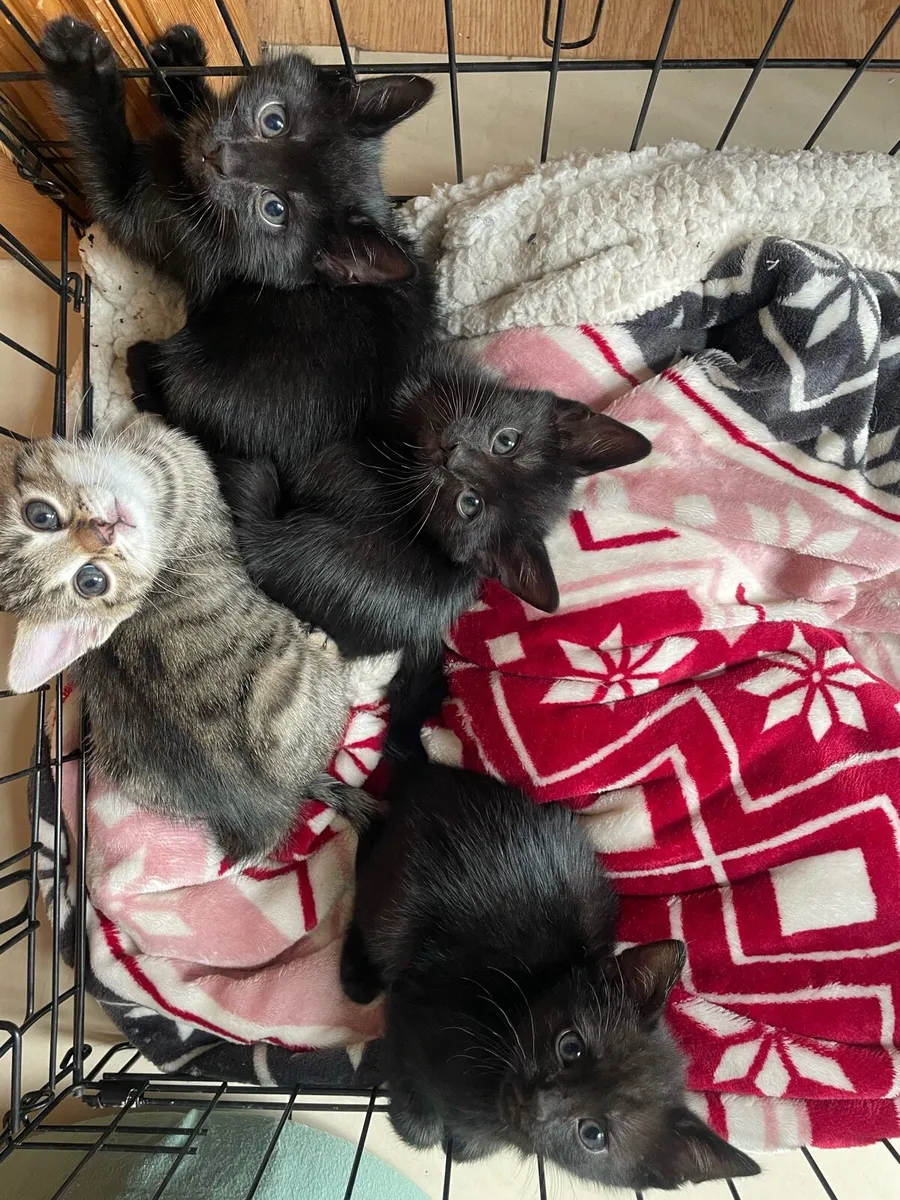 Kittens - Image 1