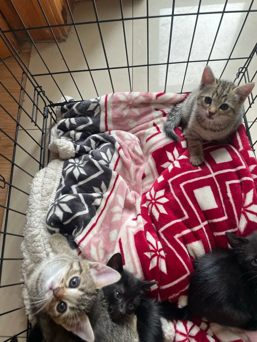 Kittens - Image 2