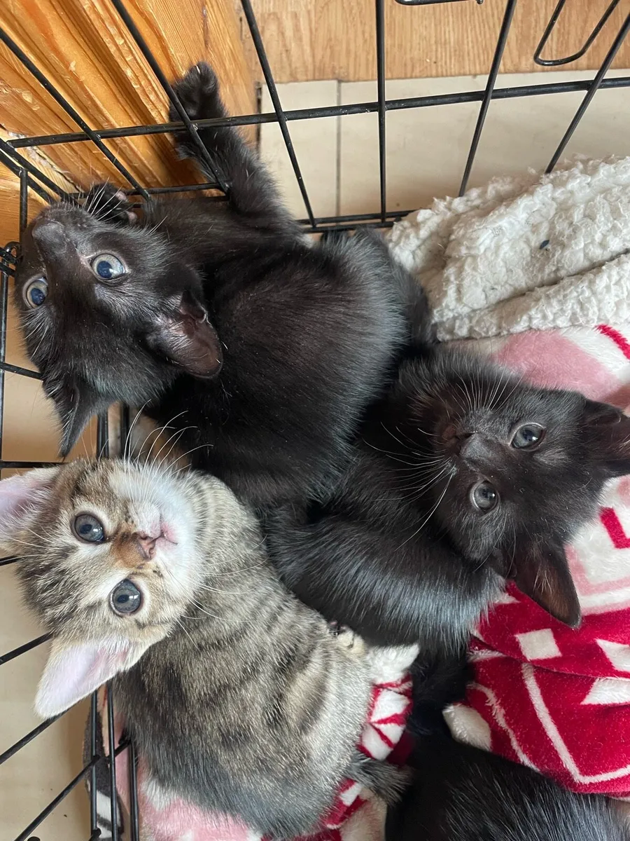 Kittens - Image 3