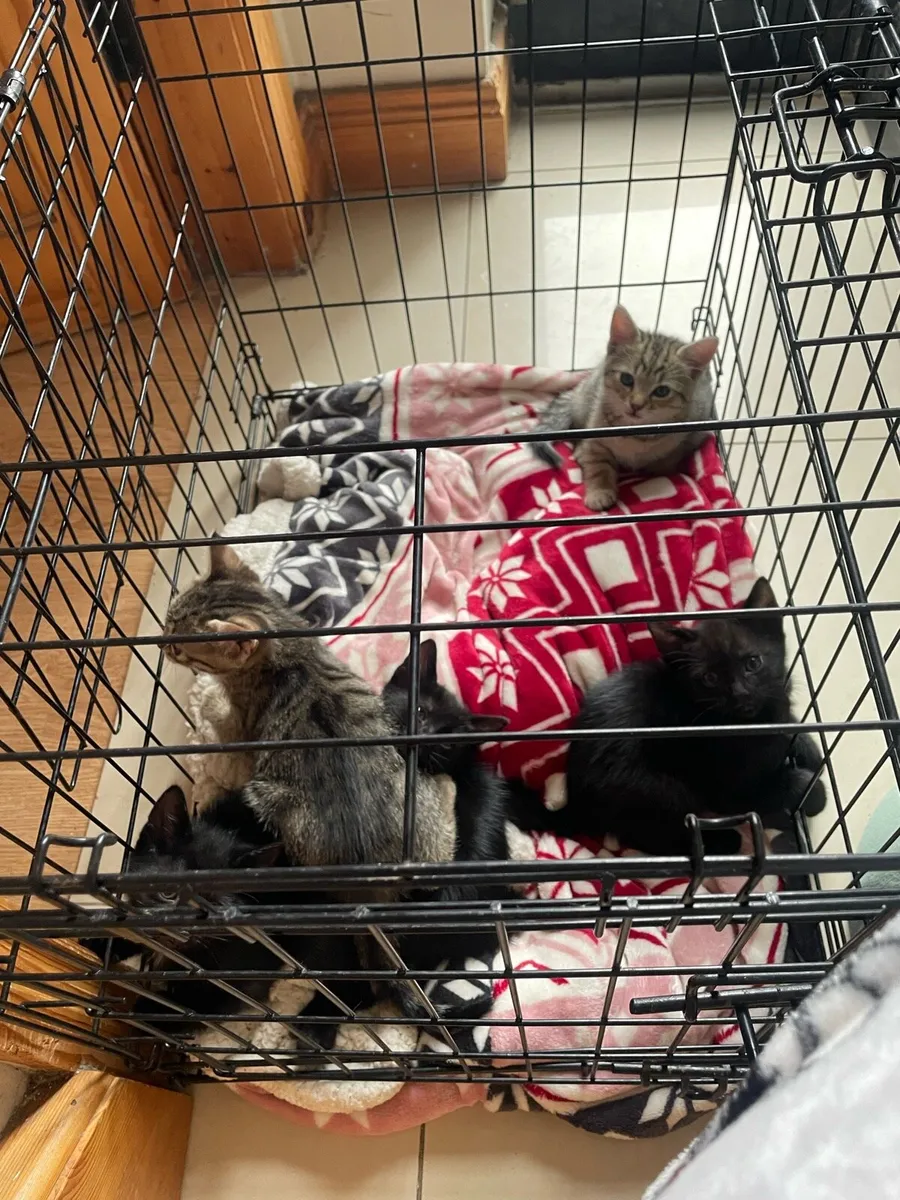 Kittens - Image 4