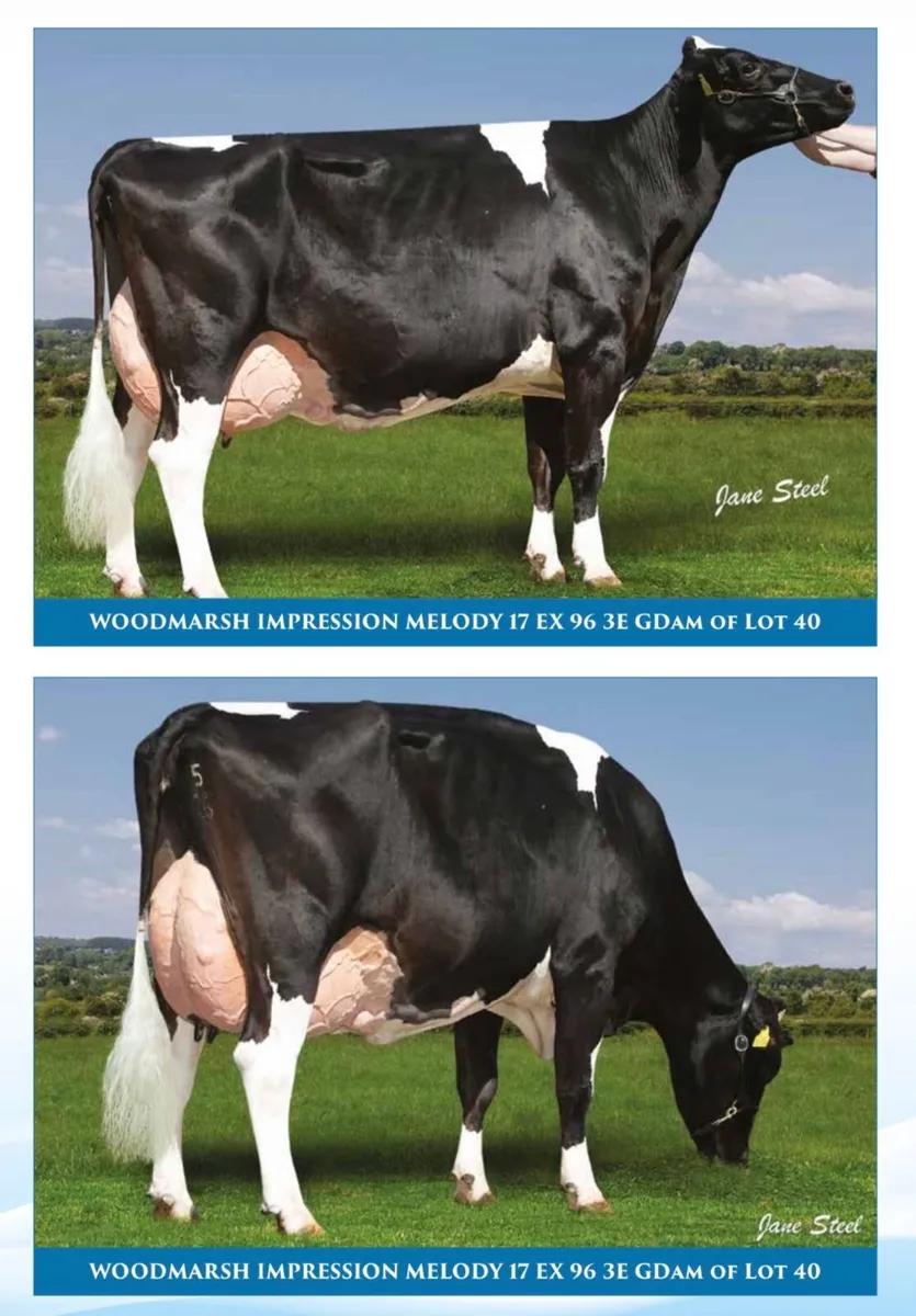 Holstein - Breeders Dream Sale 8th July - Image 4