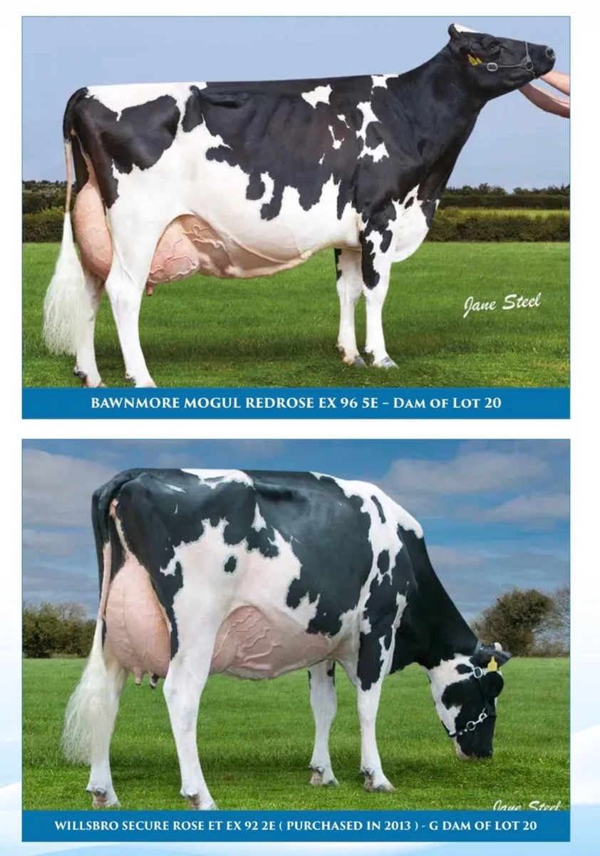 Holstein - Breeders Dream Sale 8th July - Image 2