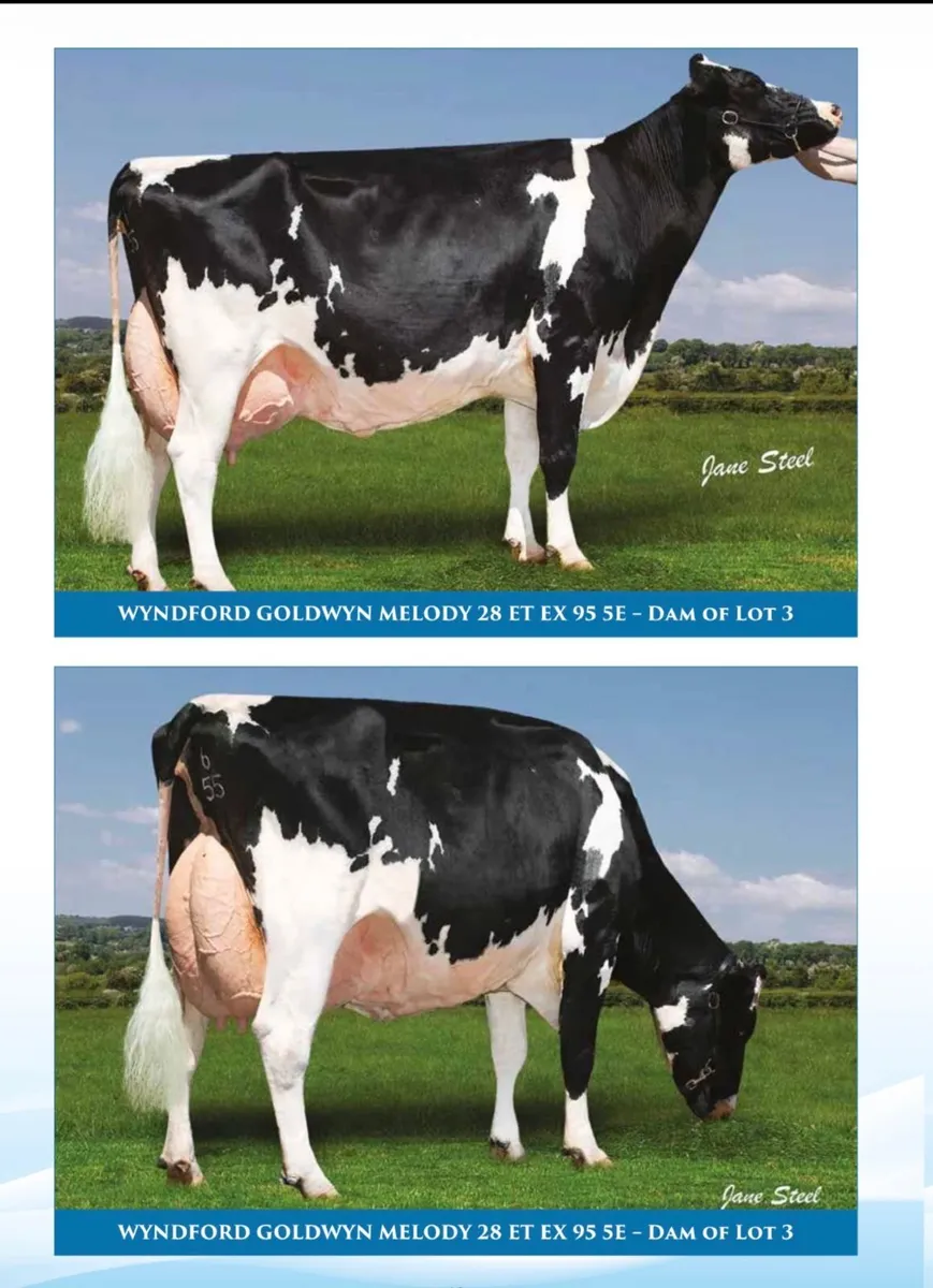 Holstein - Breeders Dream Sale 8th July - Image 3
