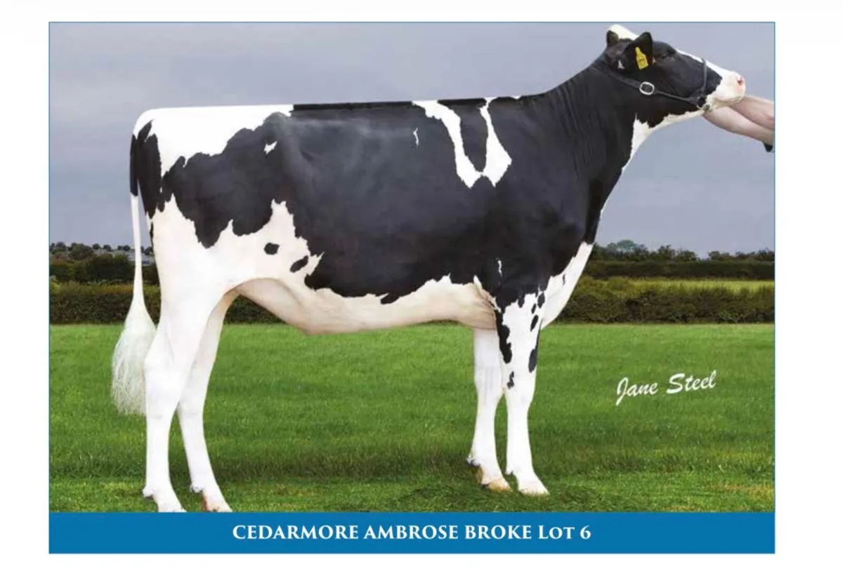 Holstein - Breeders Dream Sale 8th July - Image 1