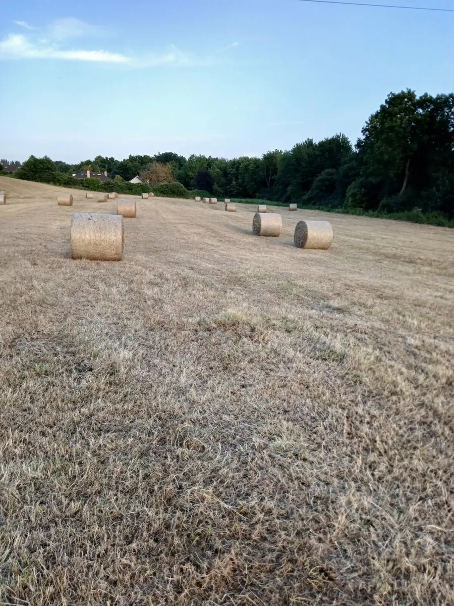 Hay - Image 1