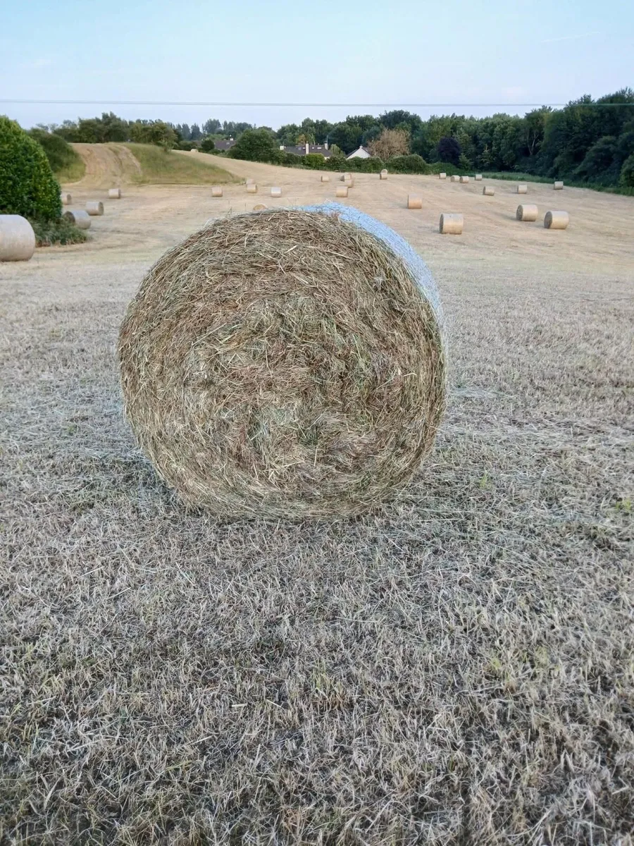 Hay - Image 2
