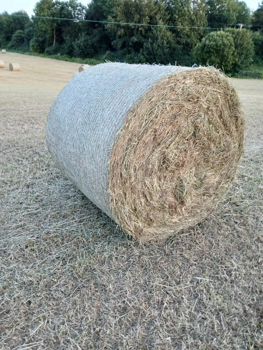 Hay - Image 3