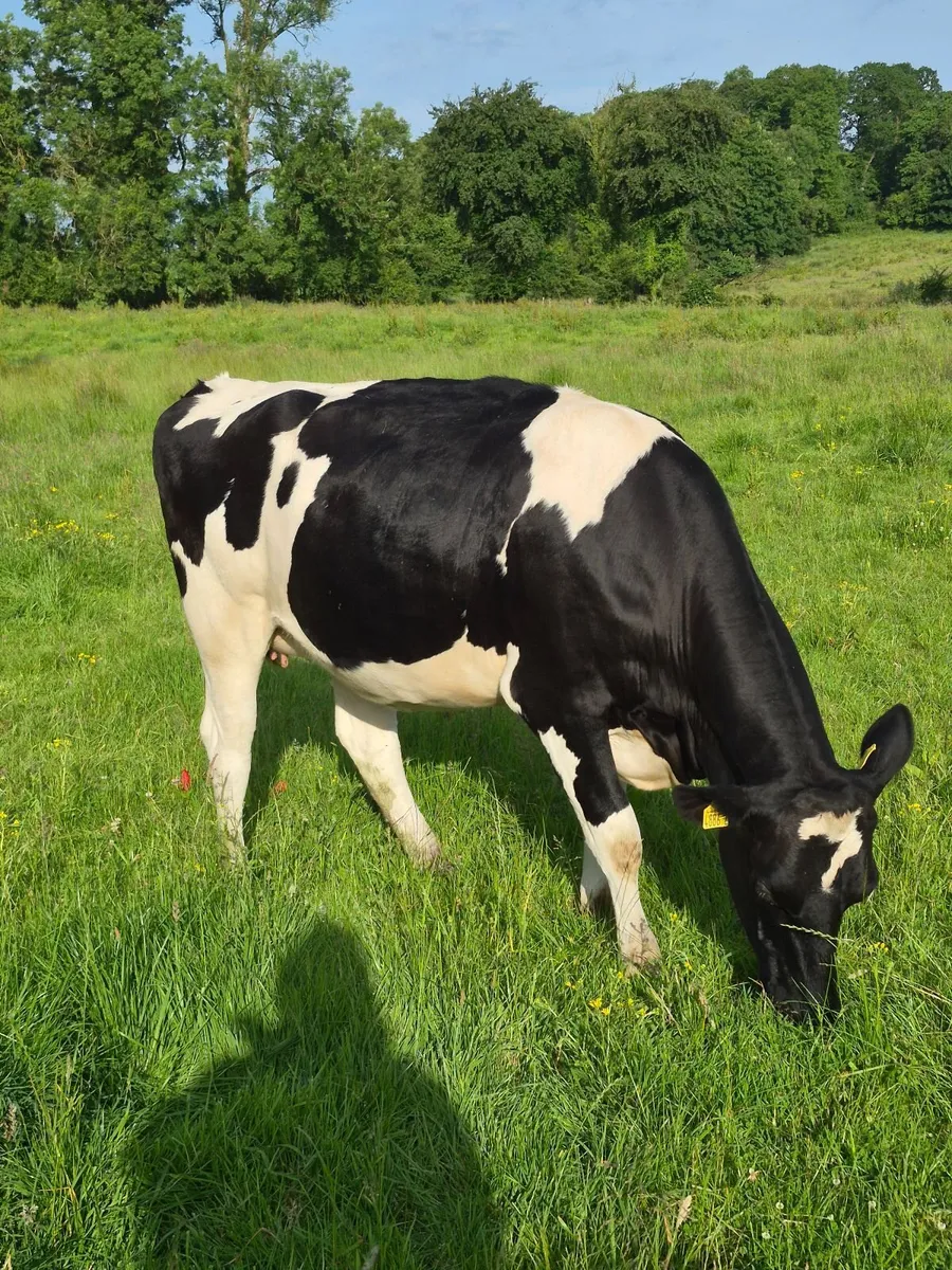 In calf Fresian Heifers - Image 2