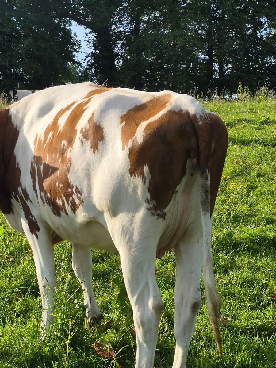In calf Fresian Heifers - Image 1