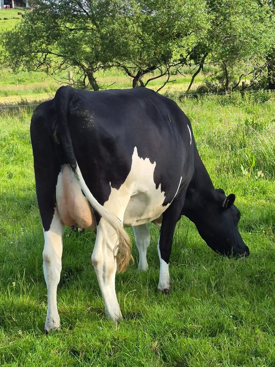 In calf Fresian Heifers - Image 3