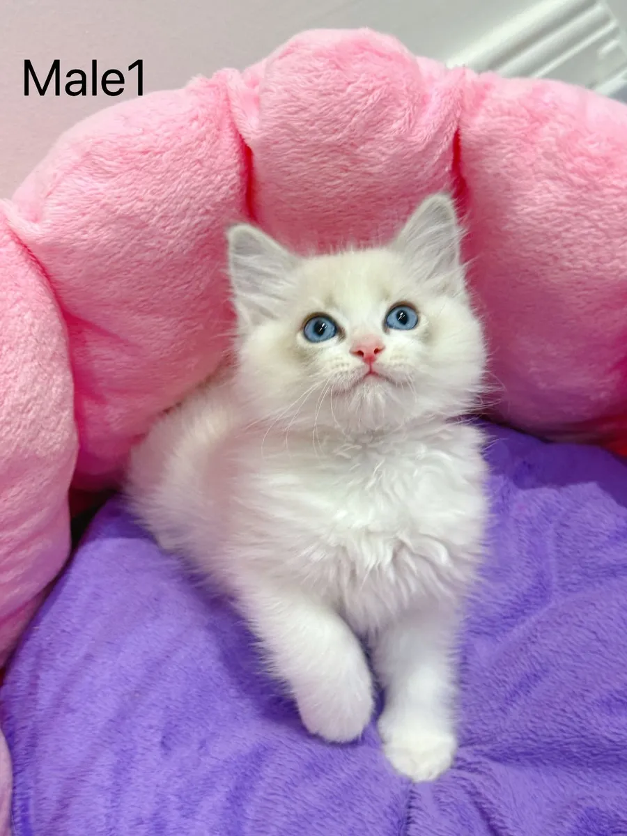 Purebred Ragdoll kittens for sale TICA Registered - Image 1