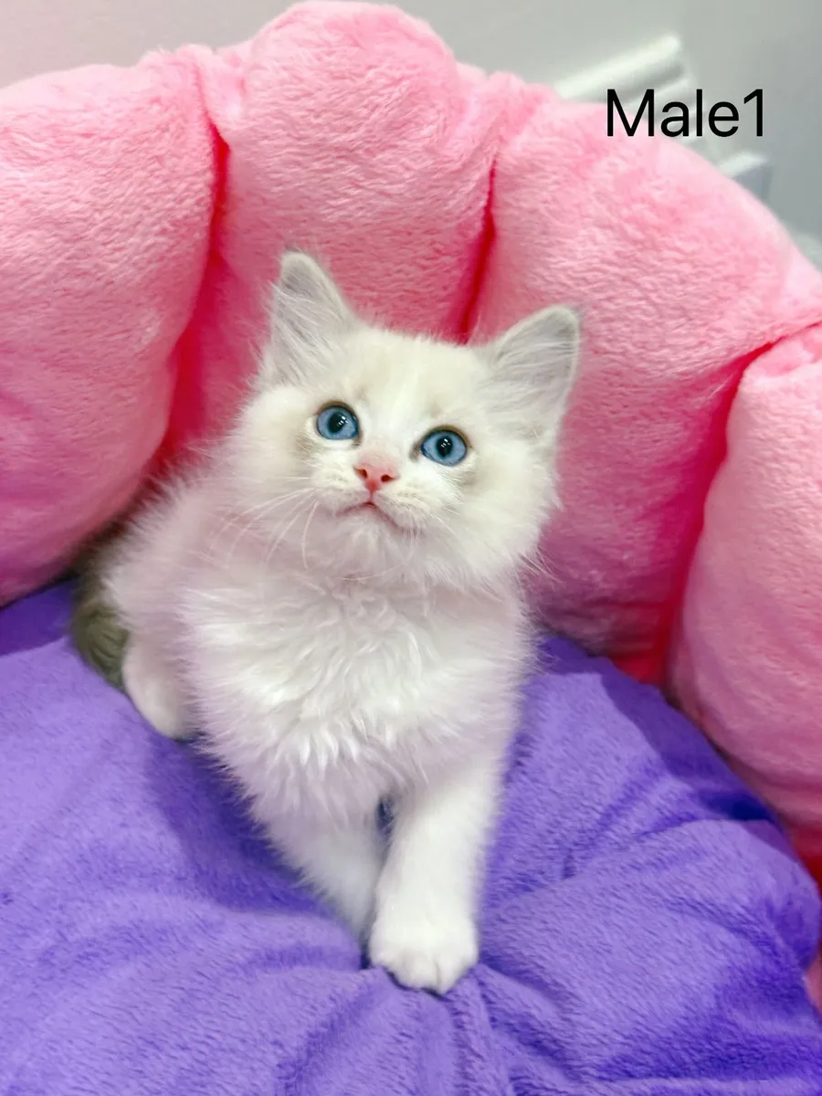 Purebred Ragdoll kittens for sale TICA Registered - Image 2