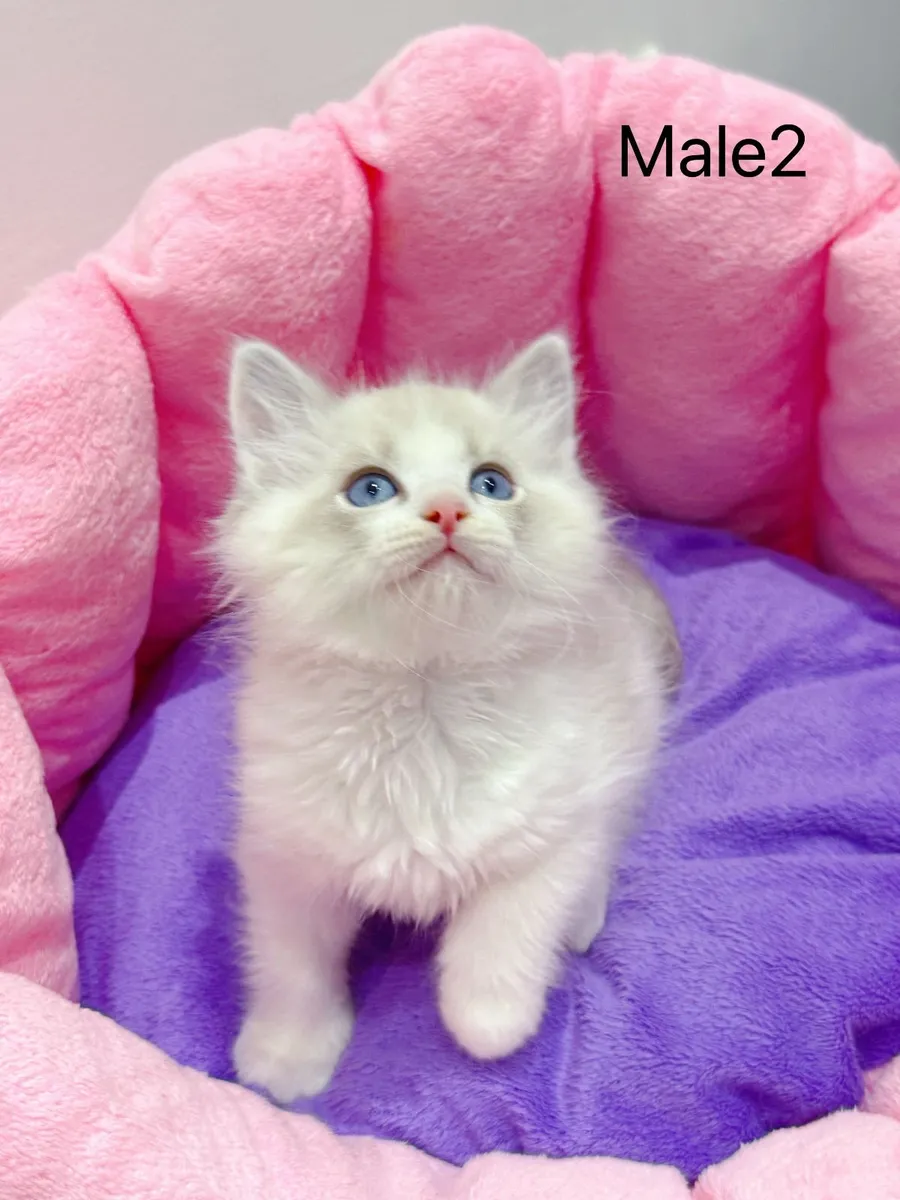 Purebred Ragdoll kittens for sale TICA Registered - Image 3