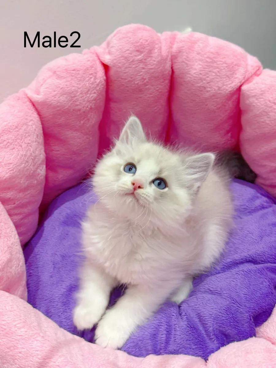 Purebred Ragdoll kittens for sale TICA Registered - Image 4