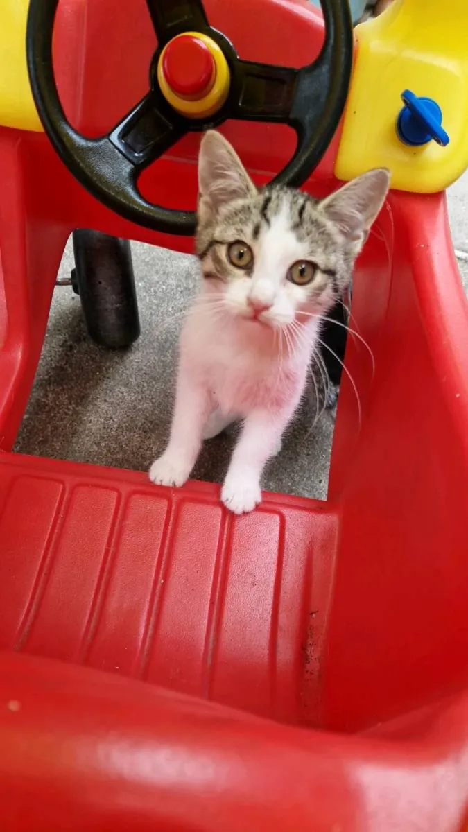 Kittens - Image 3
