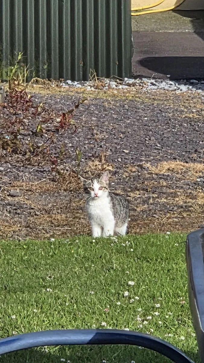 Kittens - Image 1