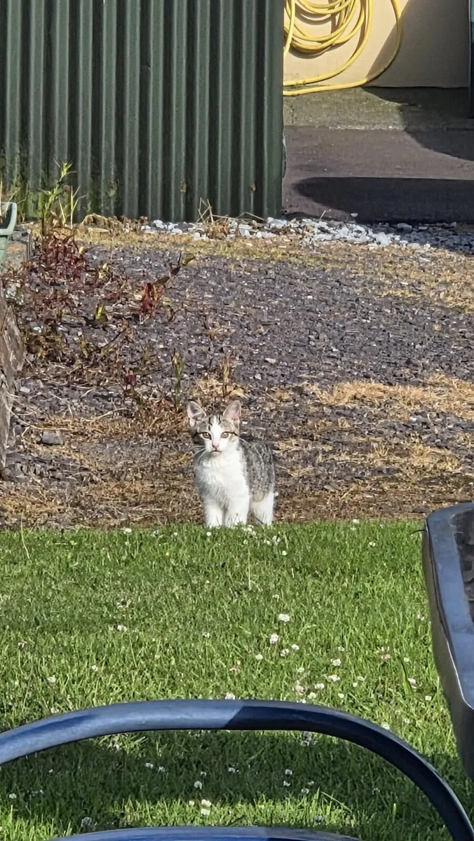 Kittens - Image 2