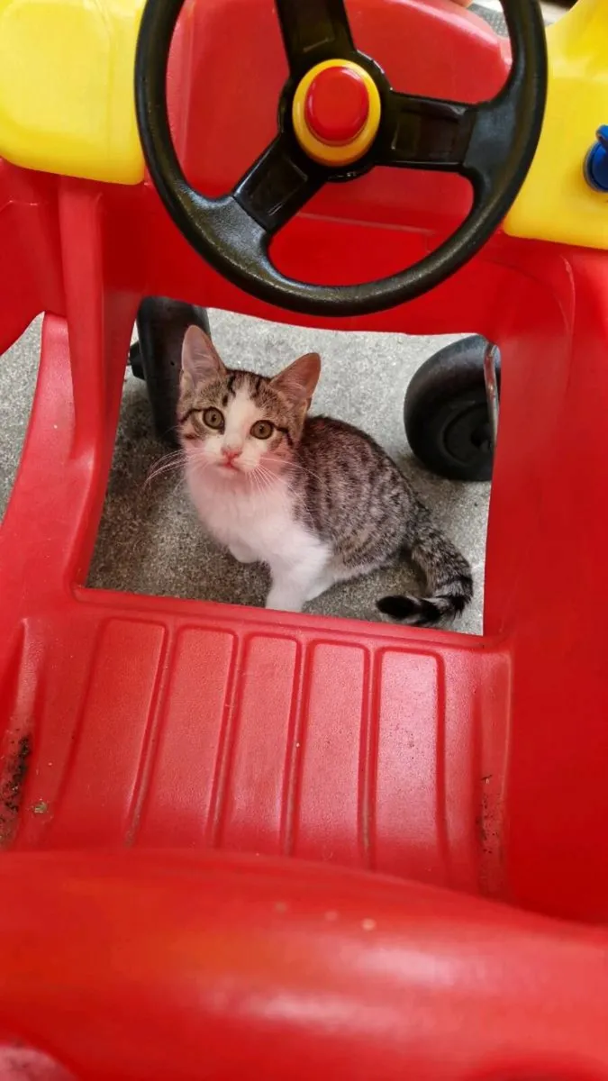 Kittens - Image 4