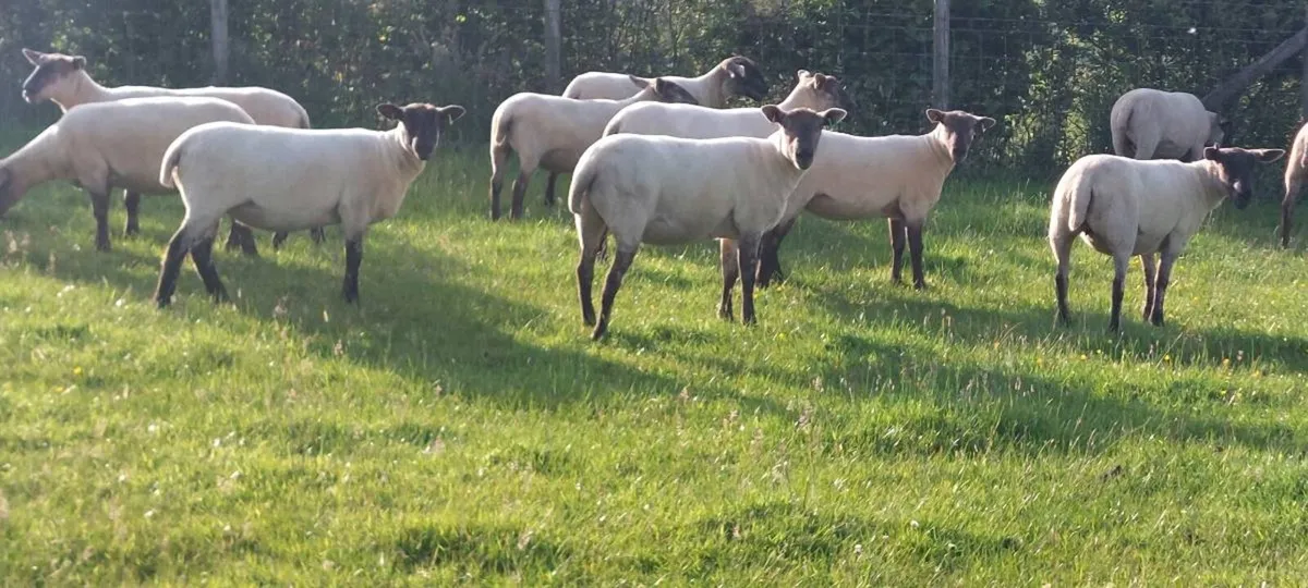 Sheep - Image 3