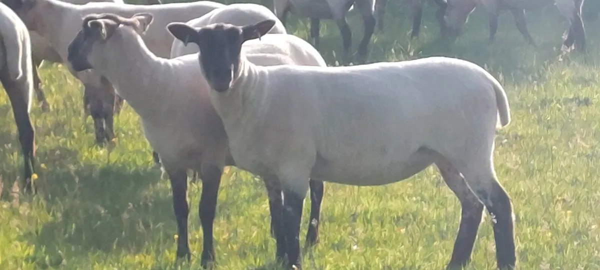 Sheep - Image 4