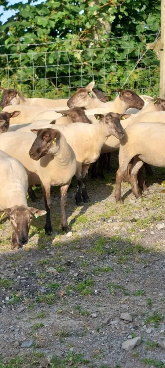 Sheep - Image 1