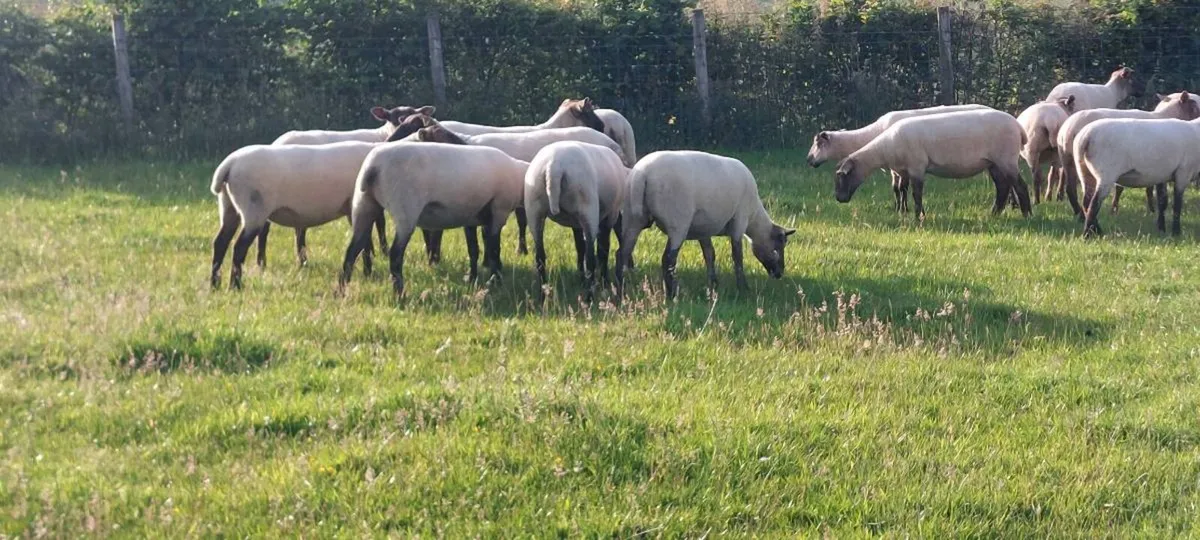 Sheep - Image 2