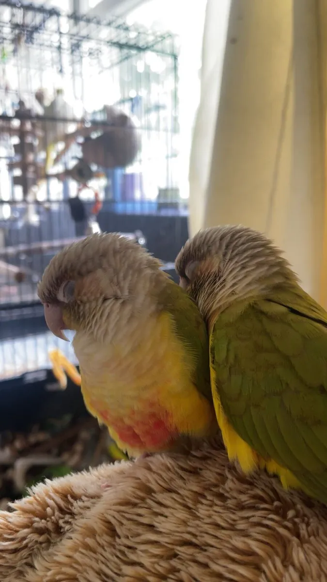 Parrots - Image 2