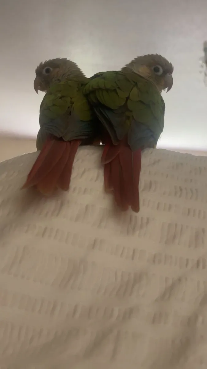 Parrots - Image 3