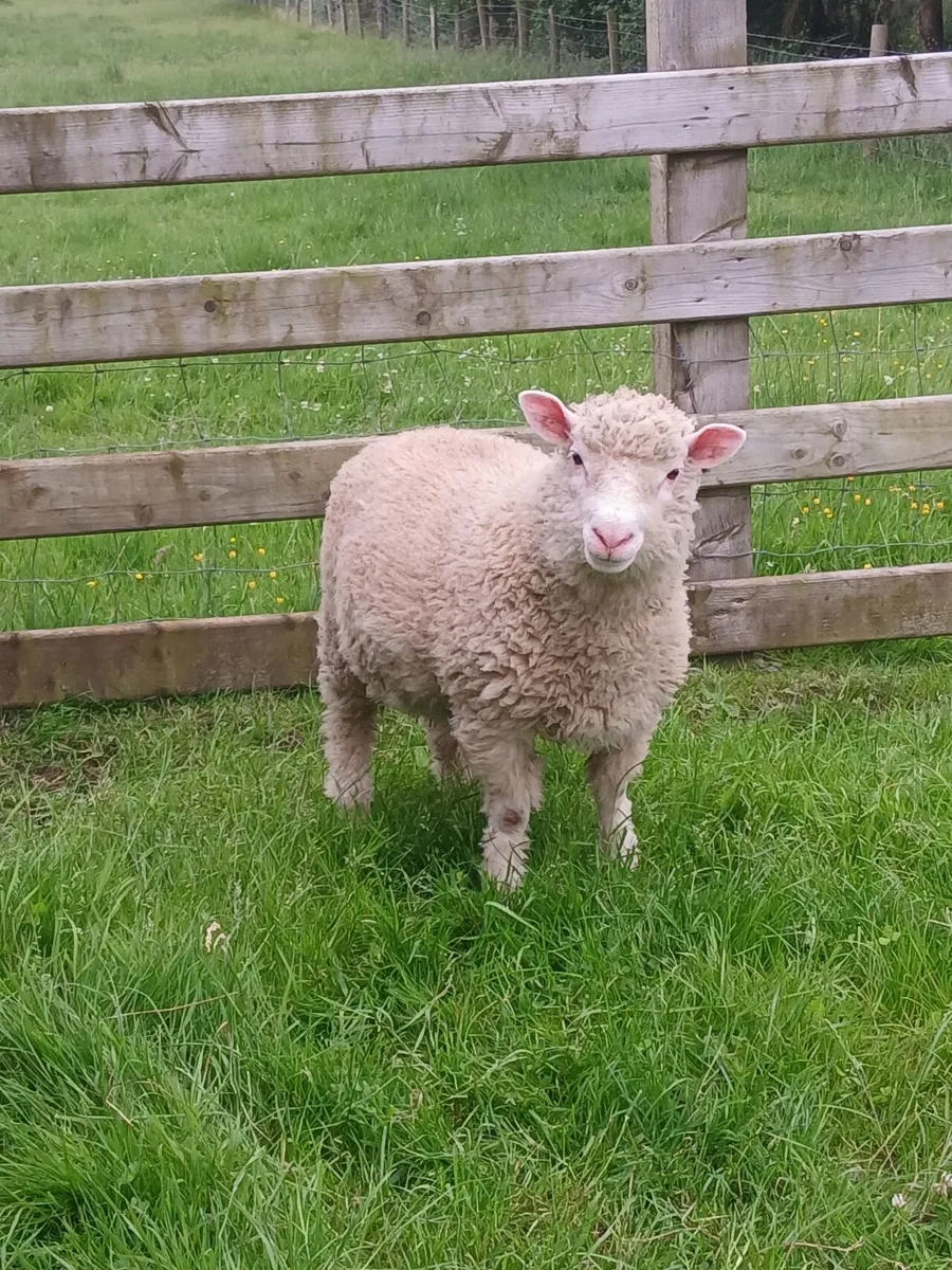 2 PBNR Dorset Ram Lambs - Image 1