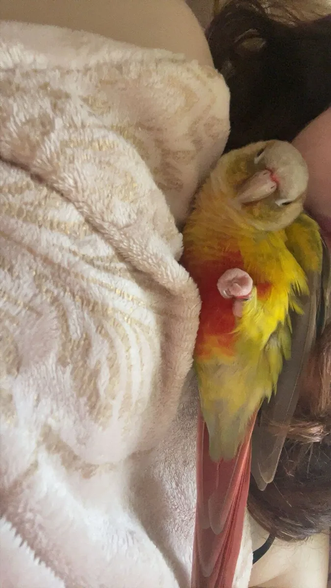 Parrots - Image 1