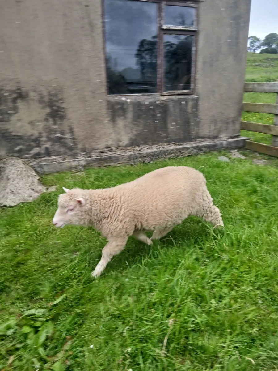 2 PBNR Dorset Ram Lambs - Image 2