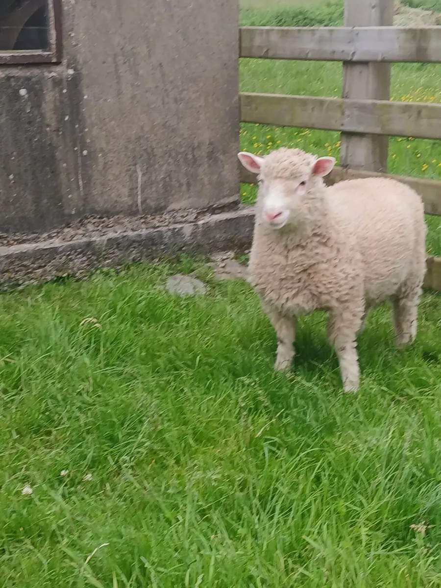 2 PBNR Dorset Ram Lambs - Image 3