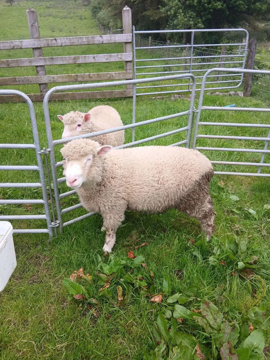 2 PBNR Dorset Ram Lambs - Image 4