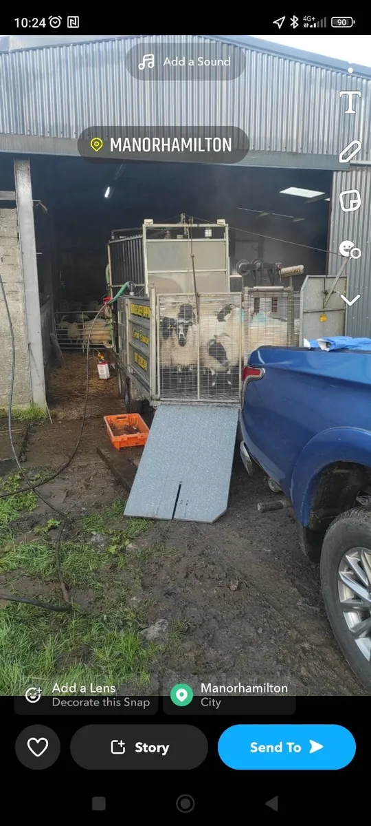 Sheep - Image 4