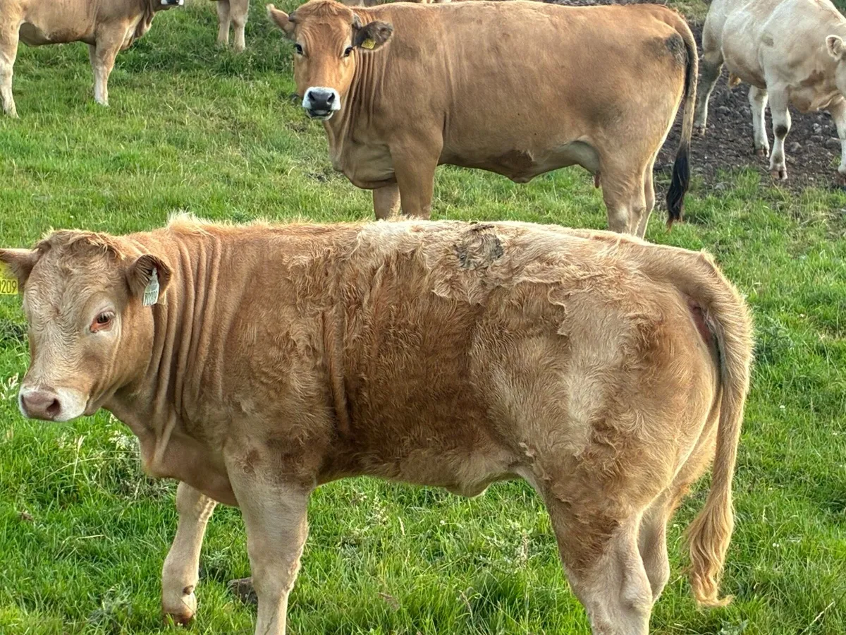 Suckler cow and calf - Image 2