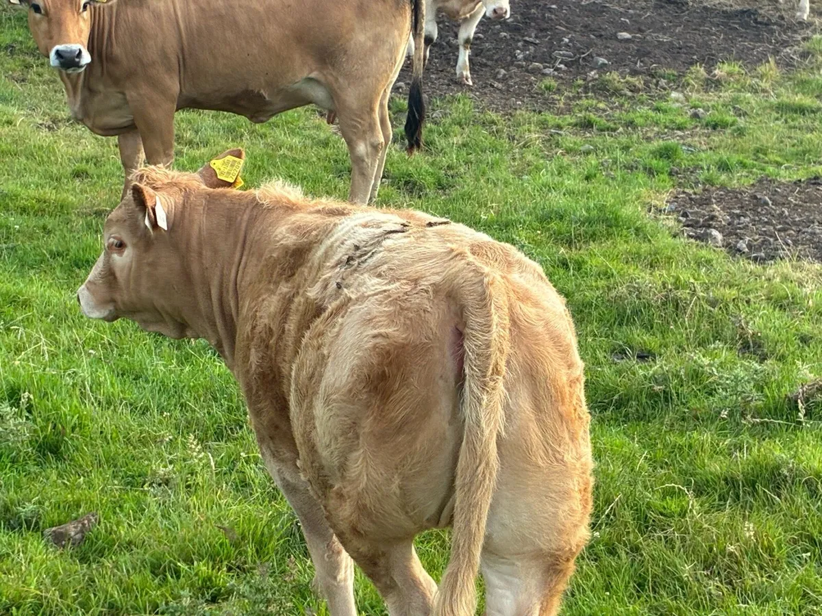 Suckler cow and calf - Image 3