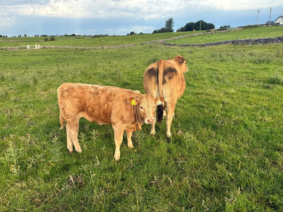 Suckler cow and calf - Image 4