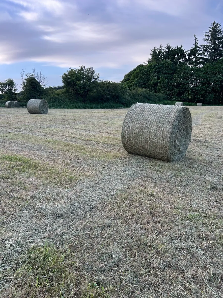 Hay Round / Small squares - Image 2