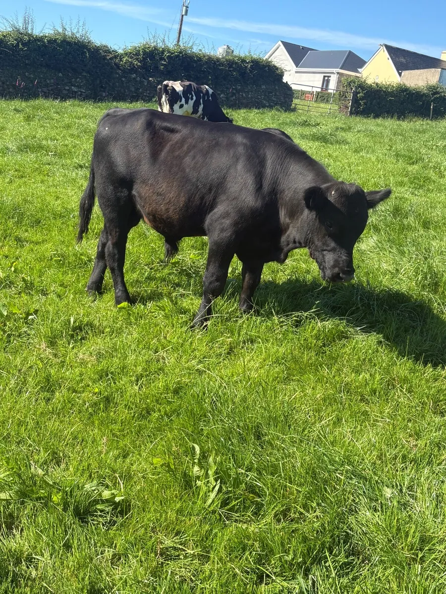 Vasectomised bull - Image 2