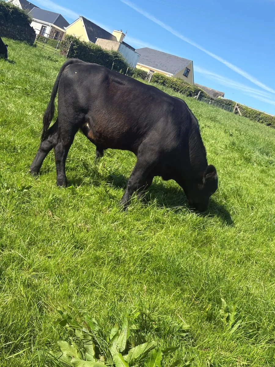 Vasectomised bull - Image 1