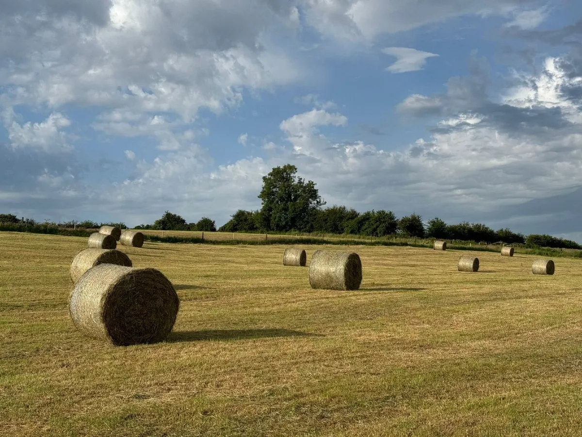 Hay for sale - Image 2