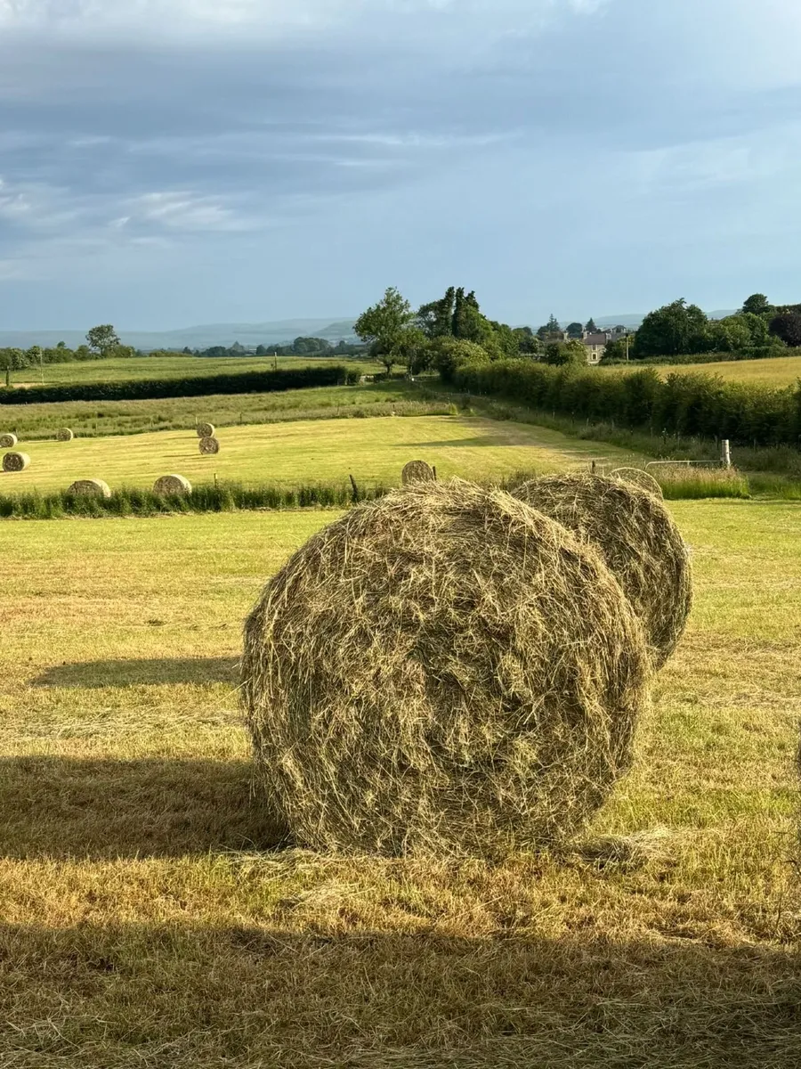 Hay for sale - Image 1