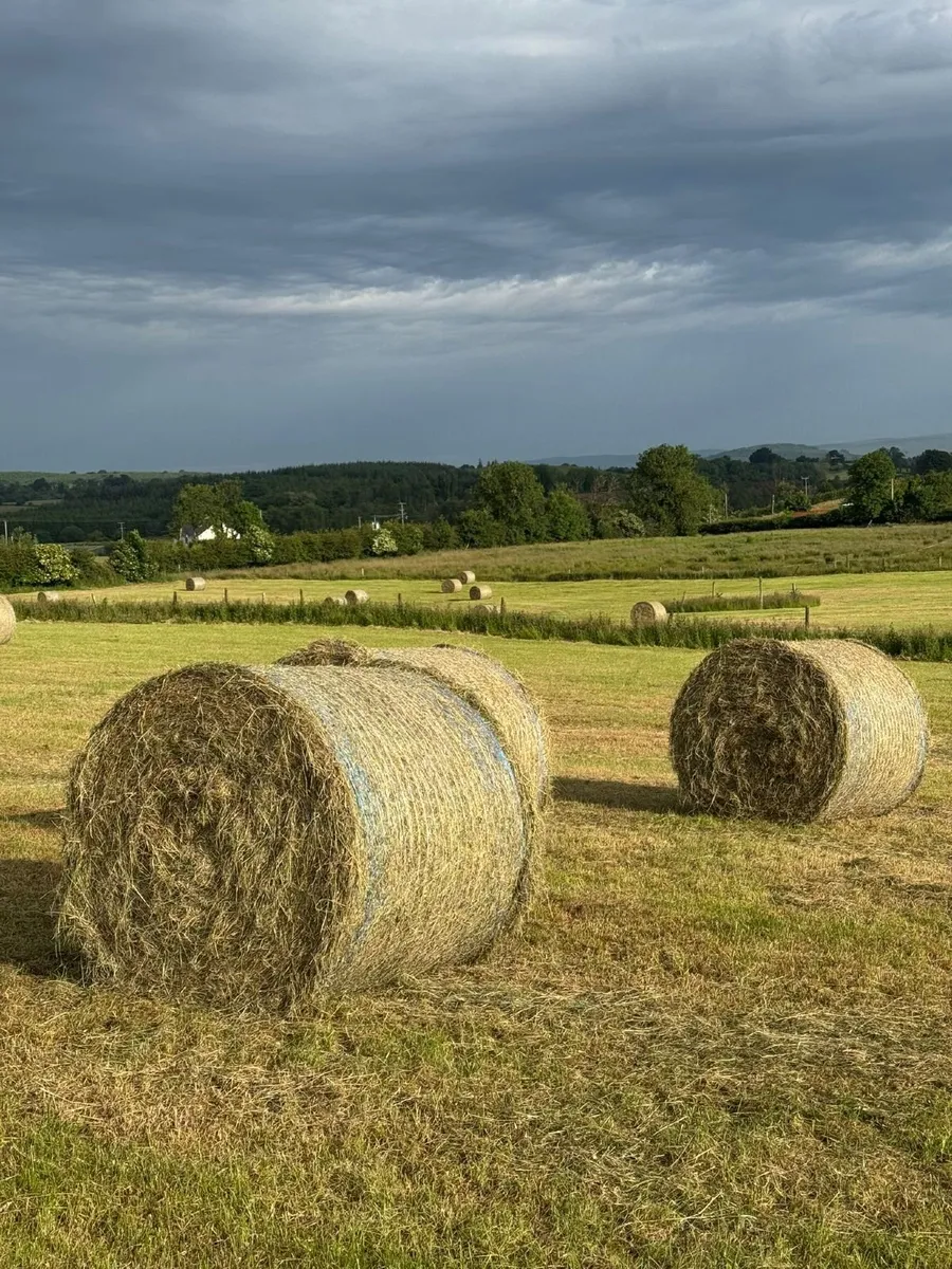 Hay for sale - Image 3
