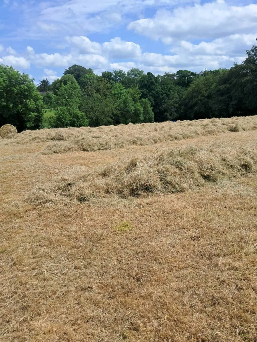 Hay - Image 1